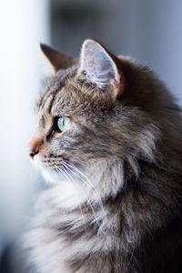 Close-up of a cat looking away