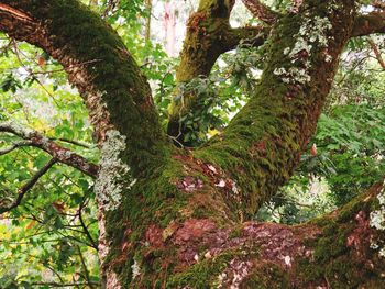 Low angle view of tree in forest