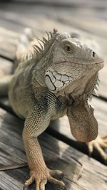 Close-up of a lizard