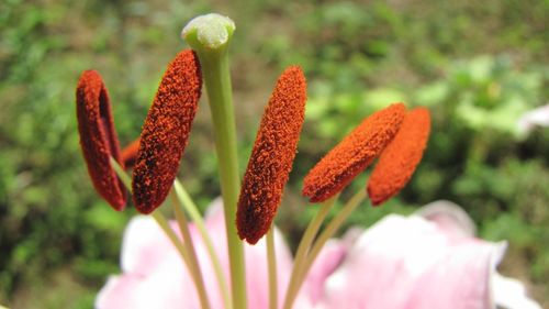 Close-up of red flowers