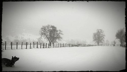 Trees on snow covered field against sky