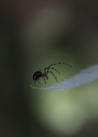 Close-up of insect on plant