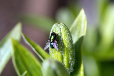 Close-up of insect on leaf