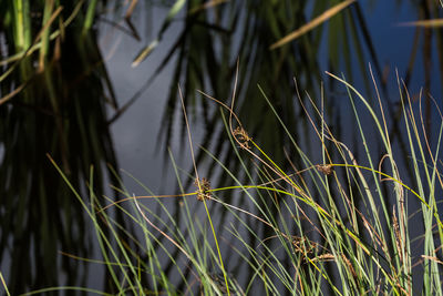 Close-up of grass by lake