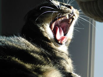 Close-up of cat yawning