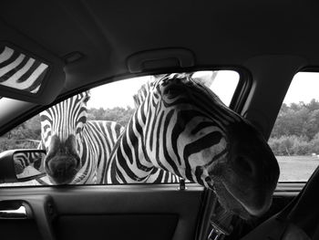 Zebras peeking through car window