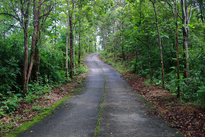 Road amidst trees in forest