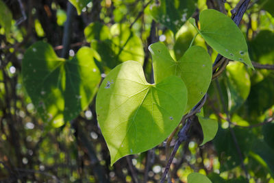 Close-up of green leaves