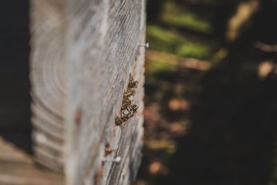 Close-up high angle view of honey bees on wooden plank