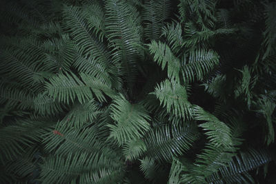 Full frame shot of leaf