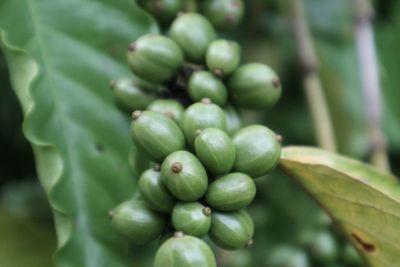 Close-up of bananas growing on plant