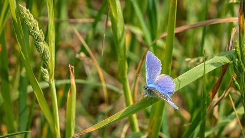 Close-up of butterfly on purple flower