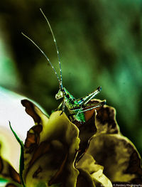 Close-up of butterfly on plant