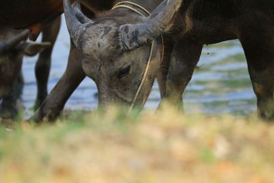 View of horse on field