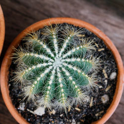 Directly above shot of cactus plant