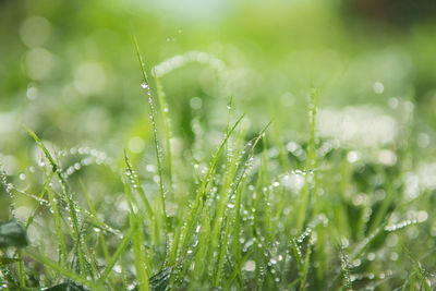 Close-up of wet grass during rainy season