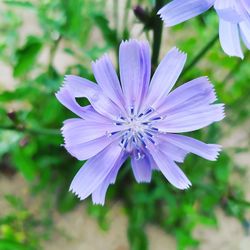 Close-up of purple flowering plant