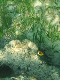 Close-up of fish swimming in sea