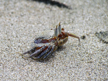 Close-up of crab on sand