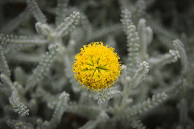 Close-up of yellow flowering plant