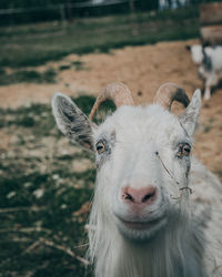 Close-up portrait of a horse