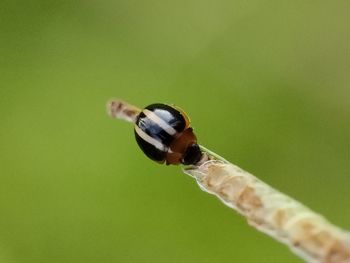 Close-up of butterfly