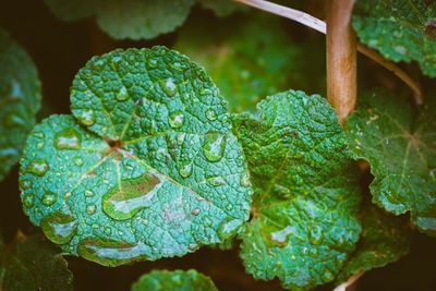 Close-up of raindrops on leaves