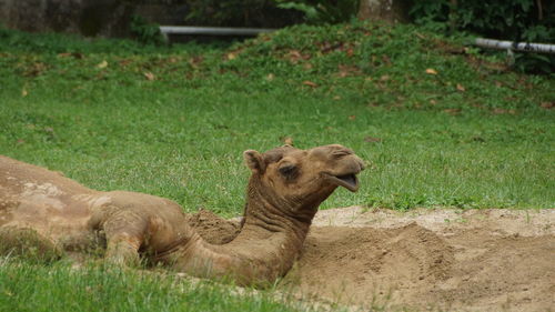 Lion relaxing on field