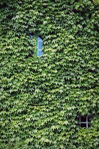 Close-up of ivy on tree