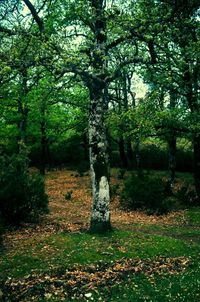 Trees growing in forest