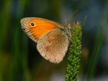 Close-up of butterfly on leaf