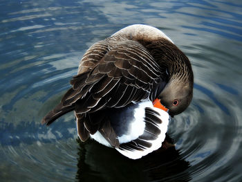 High angle view of duck swimming in lake