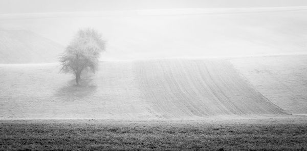 Single tree on field