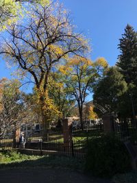 Trees in city against clear sky