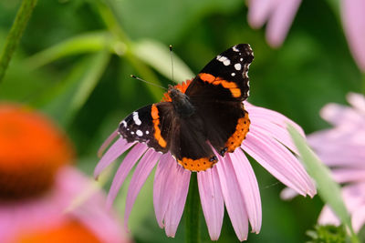 Close-up of butterfly pollinating on flower