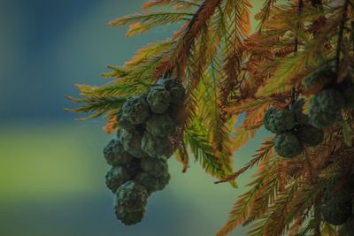 Close-up of pine cones on tree