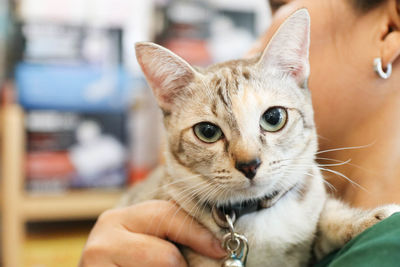 Portrait of cat with hand