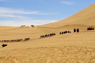 People riding camels on sand dune