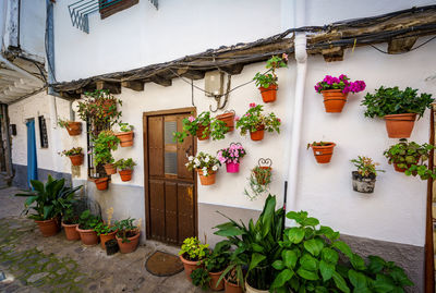 Potted plants outside building