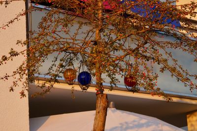 Low angle view of tree against building