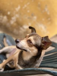 Close-up of a dog looking away