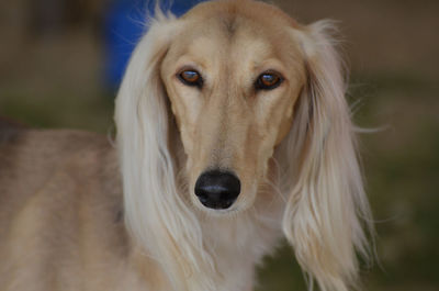 Sweet face of a blonde saluki dog.