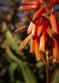 Close-up of orange flowering plant