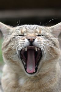 Close-up of cat yawning