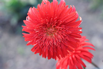 Close-up of red flower