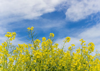 Scenic view of oilseed rape field against sky