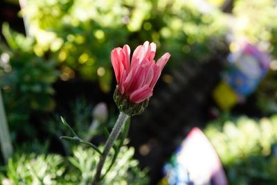 Close-up of pink flower