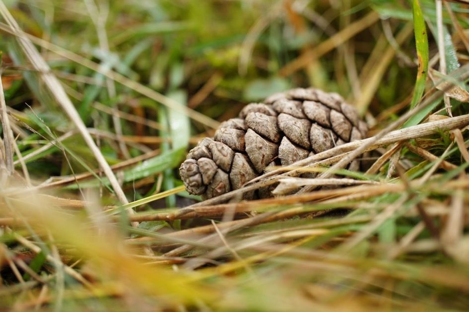 nature, pine cone, grass, no people, close-up, outdoors, growth, beauty in nature, day
