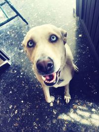 High angle portrait of dog