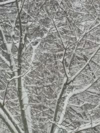 Bare trees against sky